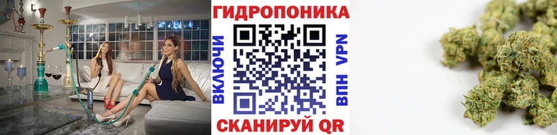 Конопля сатива  Лысково 